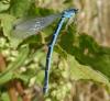 Coenagrion scitulum